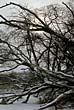 A winter scene