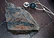 Fossil plant remains from Penylan spoil heap