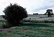 An old hedge opposite Meole Village