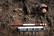 Baby burial in baths basilica, Wroxeter
