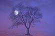 Moon rising