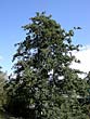 Alder