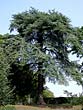 Atlantic or Atlas Cedar
