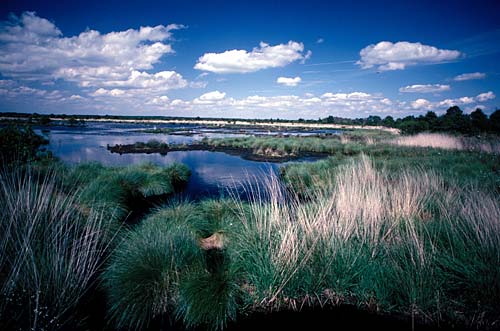 Whixall Moss pools