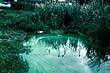 Algal Bloom at Marton Pool