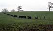 A relict hedge