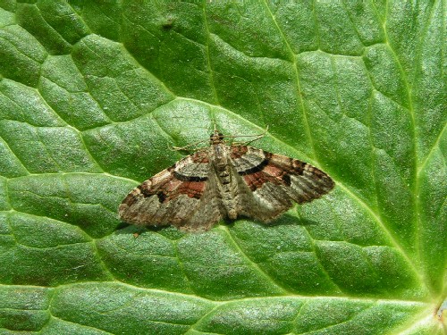    Flame Carpet  (Xanthorhoe designata)