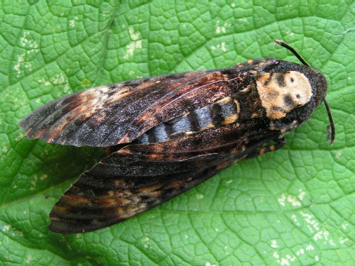  Death's-head Hawk-moth  (Acherontia atropos) 1973