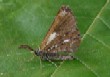      Bordered White (Bupalus piniaria)