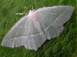    Light Emerald   (Campaea margaritata)
