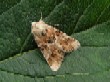    Dusky Sallow  (Eremobia ochroleuca) 2352