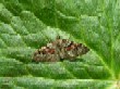    Flame Carpet  (Xanthorhoe designata)