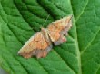  Bordered Beauty  (Epione repandaria)
