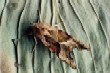  Angle Shades.(Phlogophora meticulosa