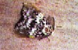    Black Arches. (Lymantria monacha)