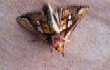    Gold Spot.  (Plusia festucae) 