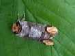    Buff Tip  (Phalera bucephala)  1994