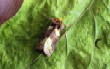  Burnished Brass.(Diachrysia chrysitis)