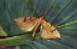  Barred Straw   (Eulithis pyraliata)