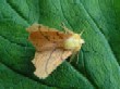  Canary Shouldered Thorn  (Ennomos acniaria) 1913 