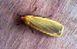  Buff Footman  (Ekema deplana)