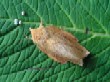  A female of The Drinker moth (Euthrix potatoria) with eggs  