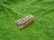  Blair's Shoulder Knot  (Lithophane leautieri) 2240