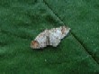  Blomer's Rivulet  (Discoloxia blomeri)