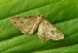 Brussels Lace  (Cleorodes lichenaria)