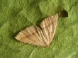  Brown Silver- line    (Petrophora chlorosata) 1902