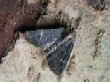  Common Rustic  (Mesapamea remmi) 2343