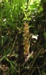    Flowers of Benthall Edge.