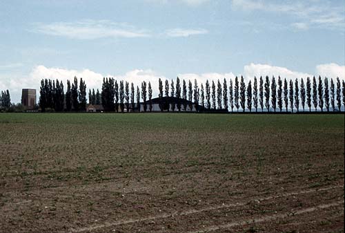 A screen of Poplars