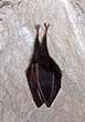 A bag with legs?